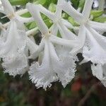 Oxera neriifolia Květ