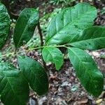 Coffea fotsoana Blatt