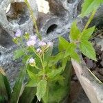 Chromolaena odorata Blatt