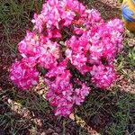 Rhododendron indicum Foglia