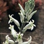 Haworthia arachnoidea 花
