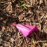 Oxalis purpureaFlower