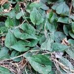 Saururus cernuus Leaf