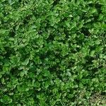 Nasturtium officinale Leaf