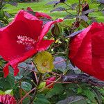 Hibiscus grandiflorus Цвят