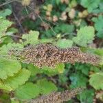 Holodiscus discolor Fruchs