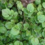 Rorippa nasturtium-aquaticum Leaf