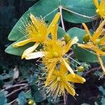 Hypericum grandifolium Žiedas