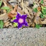 Ipomoea purpureaFlower