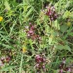 Fedia graciliflora Kvet