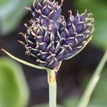 Carex parviflora Fruit