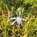 Pancratium maritimum പുഷ്പം