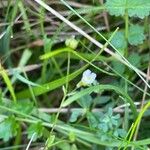 Linum catharticum Fleur