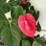 Anthurium scherzerianumКвітка