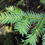 Taxus baccata Hoja