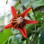 Caiophora hibiscifolia Flower