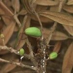 Pycnandra sclerophylla