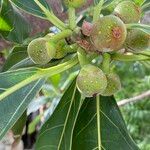 Ficus obtusifolia Fruit