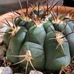 Gymnocalycium pflanzii Folha