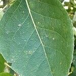 Populus balsamifera 葉