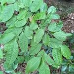 Oxydendrum arboreum Leaf