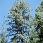 Pinus lambertiana Hábito
