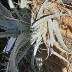 Tillandsia paleacea Yaprak
