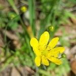 Ranunculus californicus Virág