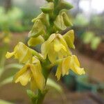 Polystachya pyramidalis Flower