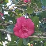 Camellia japonicaBlodyn