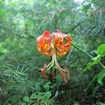 Lilium michauxii Цвят