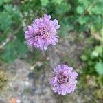 Armeria arenariaFlor