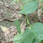 Sida cordata Frunză