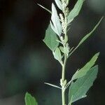 Oxybasis glauca পাতা