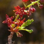 Ribes glaciale Elinympäristö