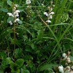 Pyrola rotundifolia Yeri
