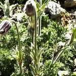 Pulsatilla violacea Flower