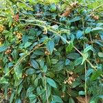 Cotoneaster salicifolius Leht