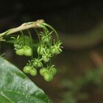 Adelia triloba Fruit