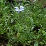 Nigella damascena 整株植物