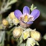 Penstemon linarioidesFleur