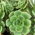 Aeonium balsamiferum 叶