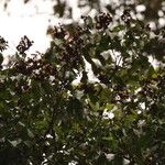Tetraberlinia bifoliolata Habitus