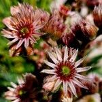 Sempervivum tectorumFlor