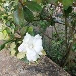 Gardenia jasminoidesКветка