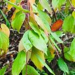 Cornus amomum Blatt