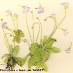 Pinguicula crystallina Natur