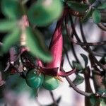 Tropaeolum pentaphyllum Flor