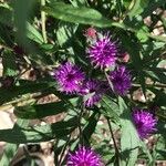 Vernonia noveboracensis Flower