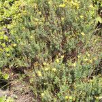 Hypericum empetrifolium Habit